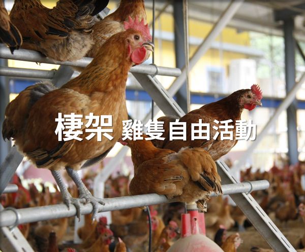 棲架：雞隻自由活動