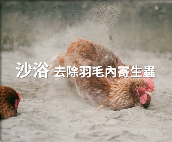 沙浴：去除羽毛內寄生蟲