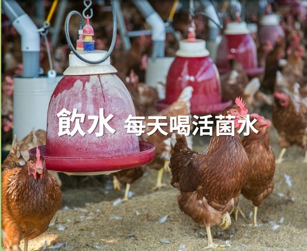 飲水：每天喝活菌水